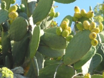 Opuntia maxima